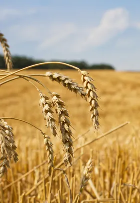 Grain field